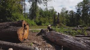 Trusted Dunn, NC Tree Care Experts