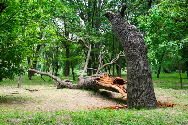 Best Firewood Processing and Delivery  in Dunn, NC