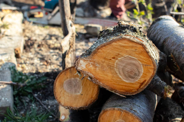 Best Root Management and Removal  in Dunn, NC