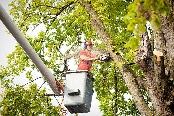 Best Stump Grinding and Removal  in Dunn, NC