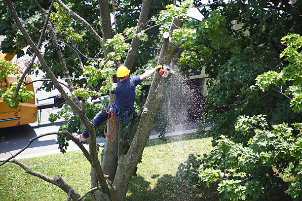 Best Pest Control for Lawns  in Dunn, NC