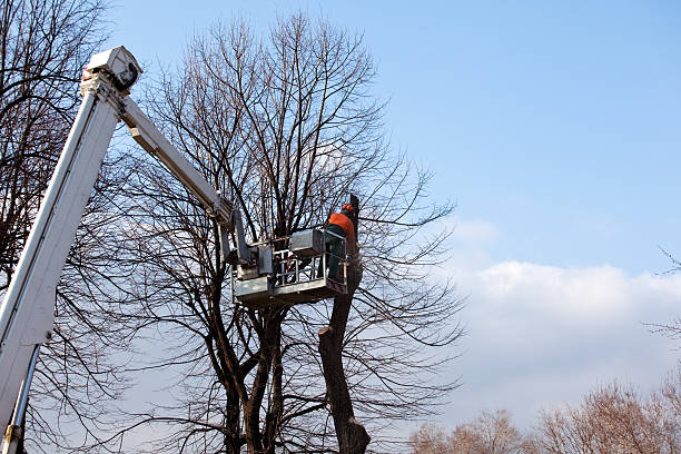 Best Leaf Removal  in Dunn, NC